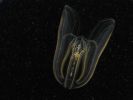 PICTURES/Tennessee Aquarium in Chattanooga/t_Bell Jellyfish2.jpg